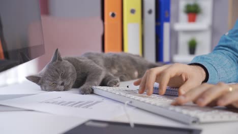Sleeping lazy cat is sleeping at his owner&#039;s desk.