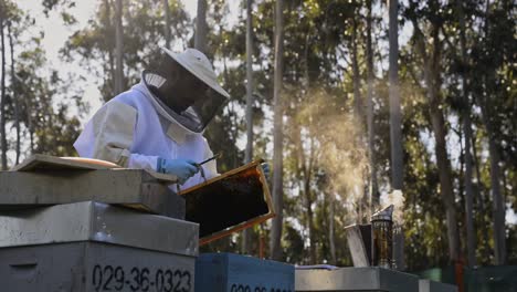 crop farmer combing hive in bee yard