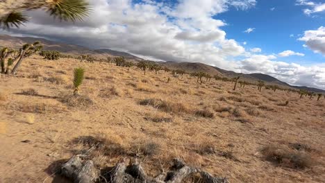 fly through view of joshua tree forrest