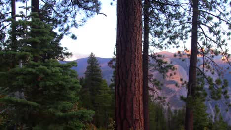 bosque en el parque nacional de yosemite con el valle al fondo
