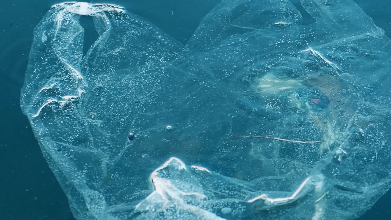 플라스틱에 갇힌 후 자유를 깨는 닭 거북이 - 평면도