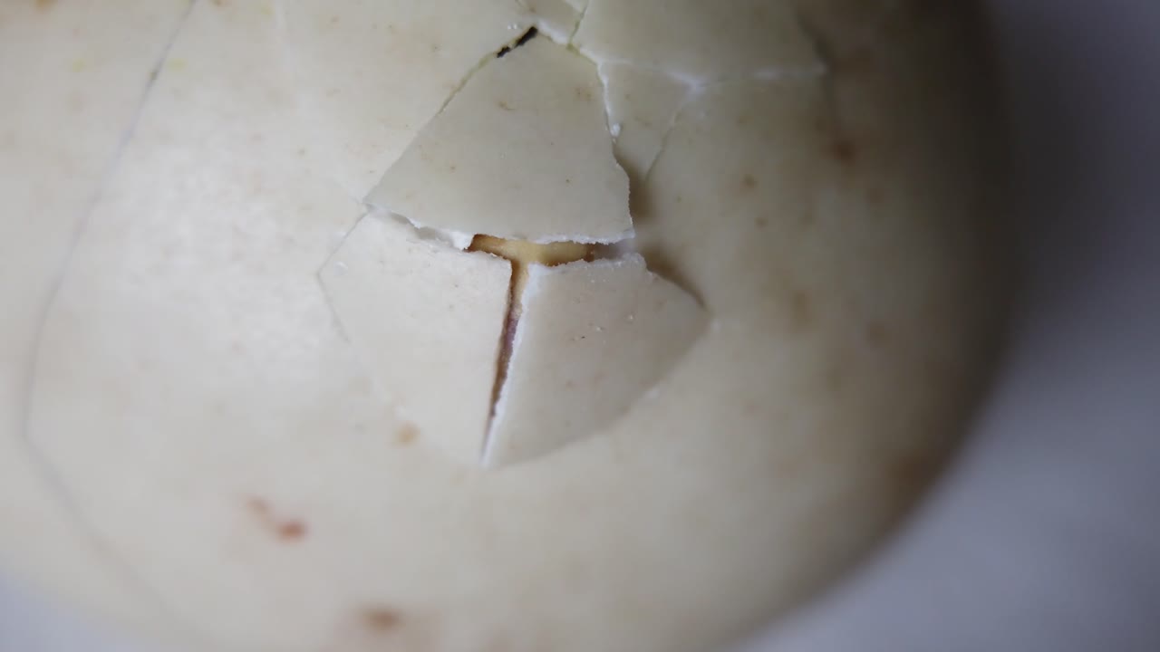 매크로 더킹 핍 계란, 태어나지 않은 병아리는 부리로 달걀 껍질을 깨뜨립니다.