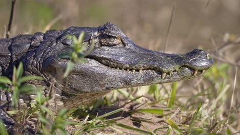 caiman yacare rests on grassy bank with mouth tightly closed open under natural daylight, telephoto static slow motion sideview
