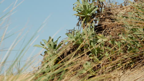 Polilla-De-La-Col-Blanca-Sentada-En-Una-Planta-Verde-Junto-A-Una-Playa-Australiana-Costera