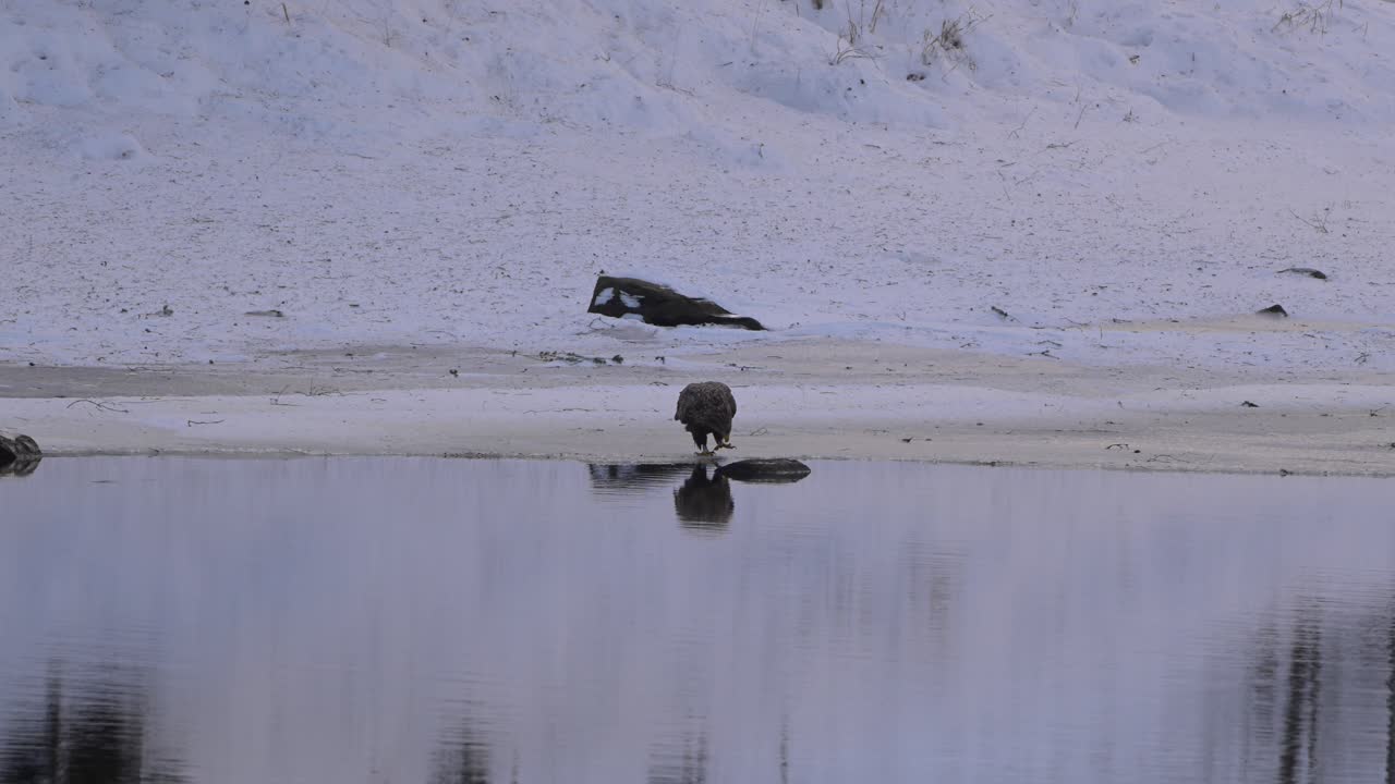 White tailed eagle stands calmly at lake edge in snow with hill behind, handheld winter evening clip