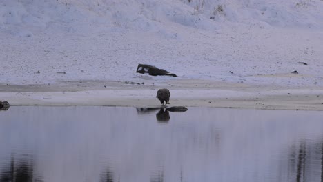 white tailed eagle stands calmly at lake edge in snow with hill behind, handheld winter evening clip