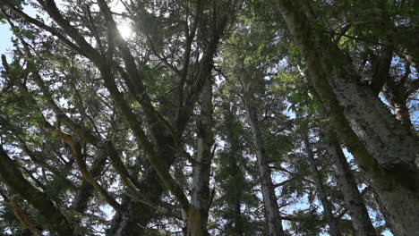 coniferous douglas fir trees at cape arago, oregon on a sunny day - handheld, tilt-down shot