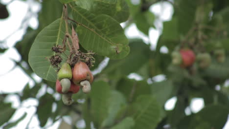 Escena-Natural-Con-Frutos-De-Anacardos-En-El-árbol-Meciéndose-En-El-Viento