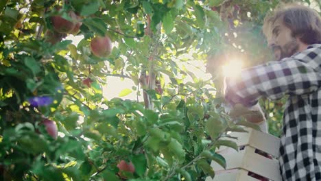 Handheld-view-of-mature-men-picking-apples-in-the-orchard