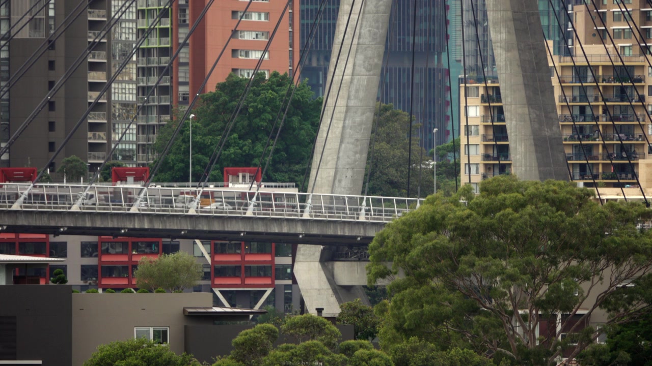 Auto, autobus e furgone guidano sul ponte Anzac a Sydney, dietro un eucalipto, di fronte alla città