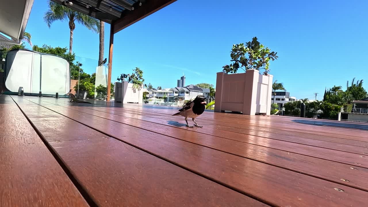 una urraca camina en una cubierta de madera