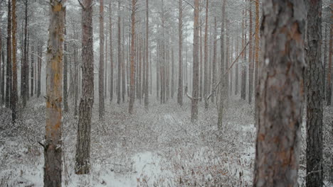 Sumpfwald-Von-Litauen-Im-Monat-März