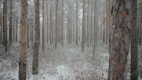 swamp forest of lithuania in the month of march