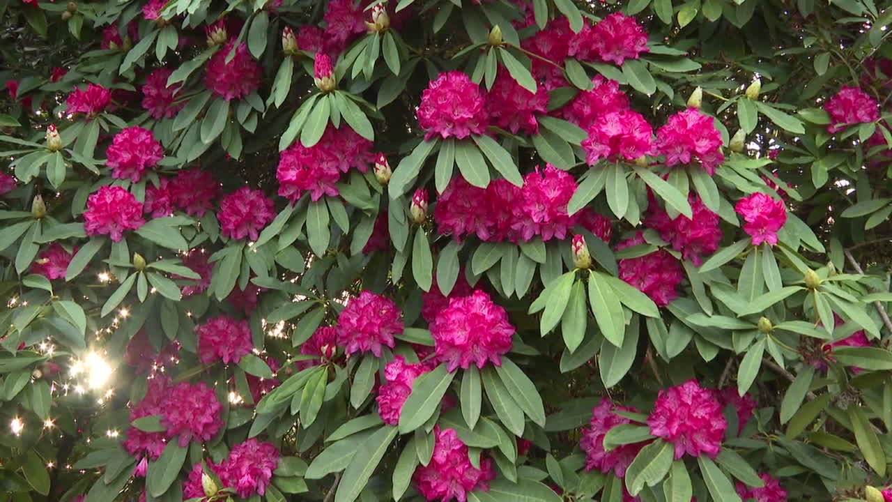 Beautiful Red Camellia Blossoms