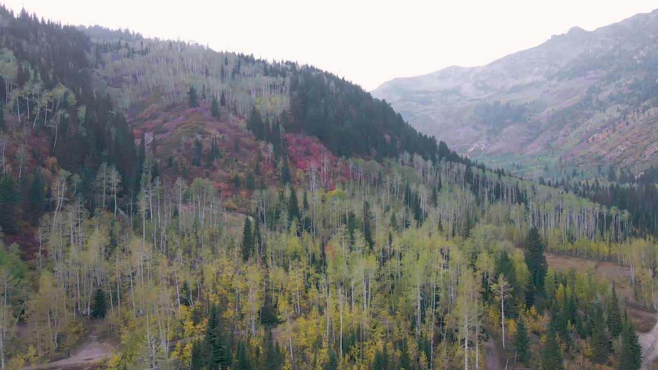 Splendida foresta della catena Wasatch dello Utah in autunno, veduta aerea