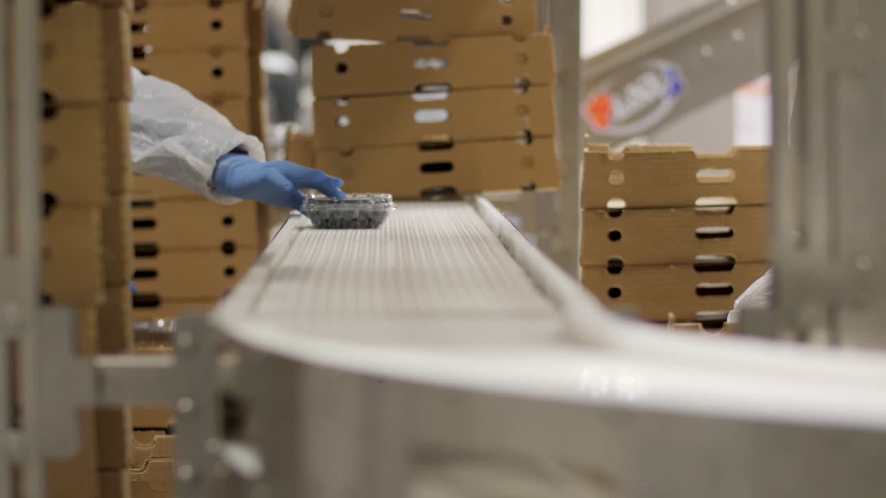 블루베리 가공 및 포장 공장