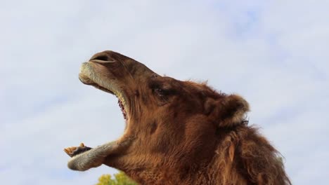 a camel yawning on a nice day