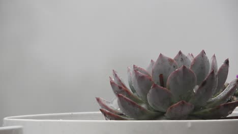 destructive hail thunder storm hitting succulent in garden planter with hailstones and causing damage, very severe natural disaster followed by heavy rains causing floods