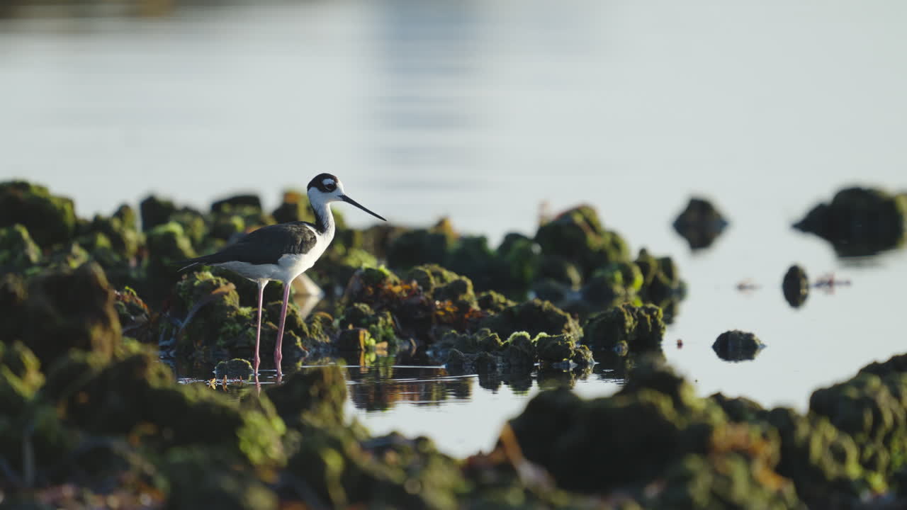 Échasse d’Amérique au cou noir dans l’eau près d’un récif rocheux
