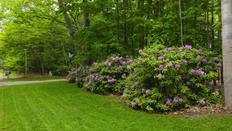 rhododendrons in bloom with pink purple flowers