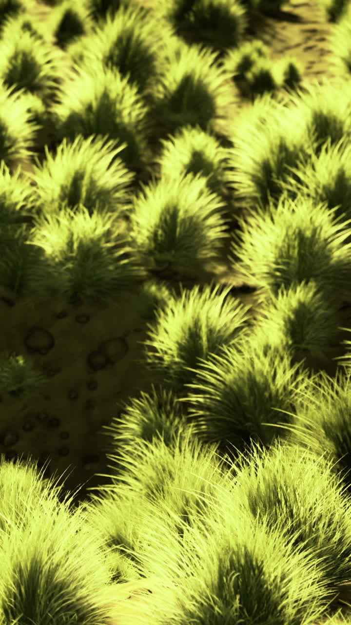 Lush green grass blankets fertile land in a tranquil daylight scene