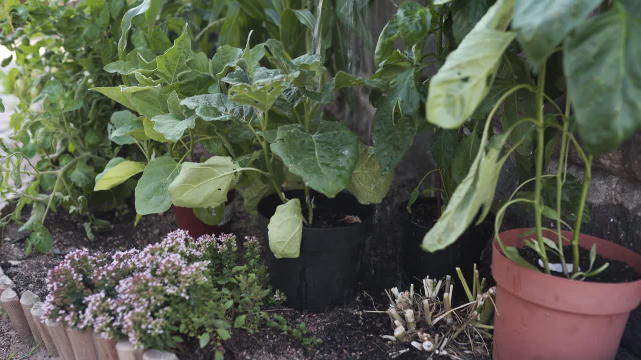 vista de cerca de una lata de agua regando algunas flores plantadas en el suelo y en macetas
