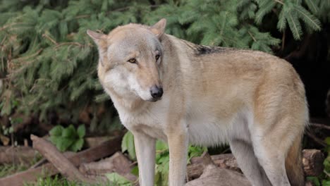 El-Lobo-(Canis-Lupus),-También-Conocido-Como-Lobo-Gris,-Es-El-Miembro-Más-Grande-De-La-Familia-Canidae.-Los-Lobos-Son-El-Miembro-Salvaje-Más-Grande-De-La-Familia-De-Los-Perros.