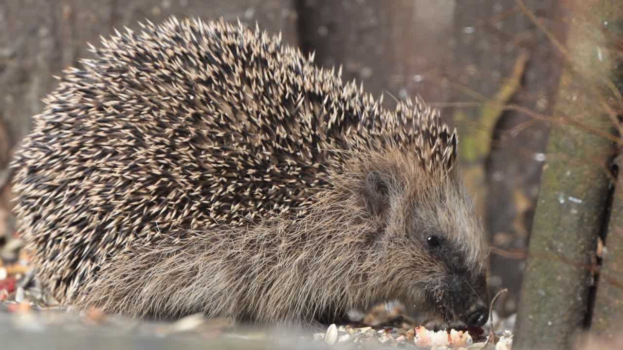 Extremnahaufnahme eines Igels, der in Zeitlupe Samen im Garten frisst.