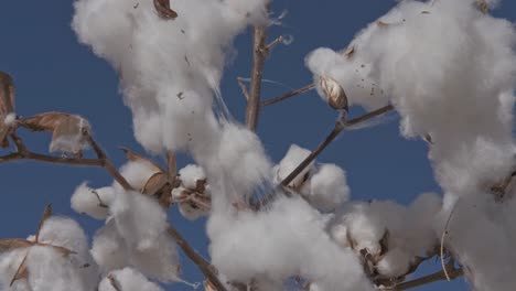 close up of cotton plant flowers on branch, swaying in the wind, with blue sky background