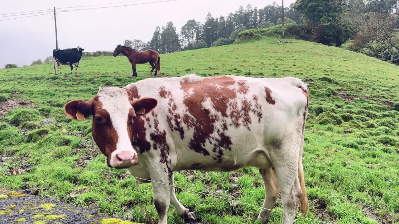 Sapi berdiri di padang rumput hijau bersama hewan lain di São Miguel, Azores, Portugal.