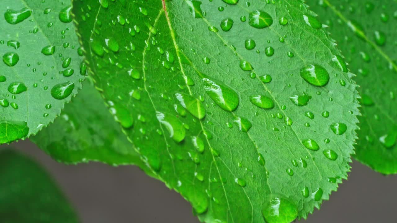 Rain droplets rest on green leaves in a garden after a storm