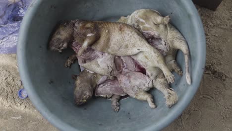 Bushmeat-Before-Cutting-Nigeria-01