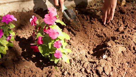 gardening, person planting pink flowers in soil using small shovel
