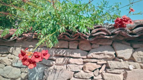 orange red summertime flowers creep over rustic stone garden wall