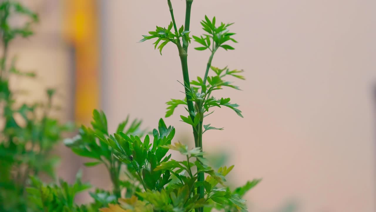 цветы на заднем дворе с размытым фоном