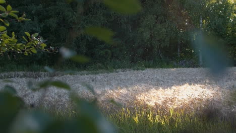 Handheld-establishing-shot-of-flies-in-beautiful-forest-in-the-morning-light