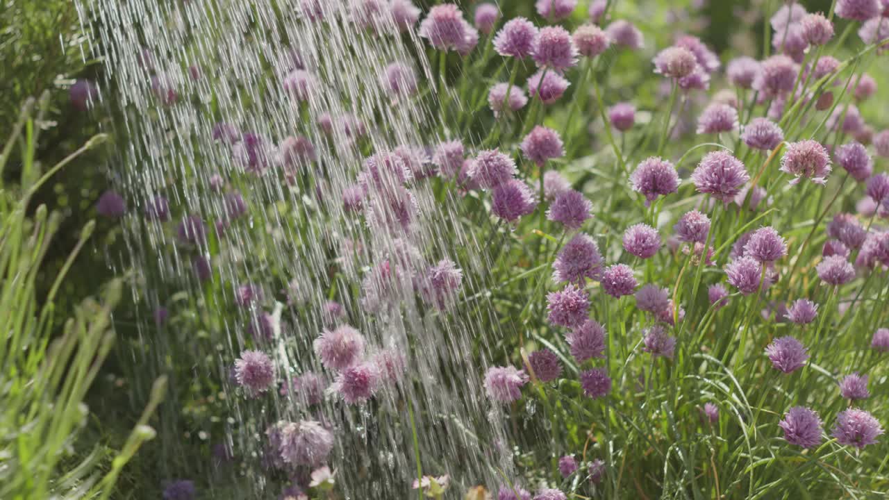 Close up of small lilac flowers being watered with watering can