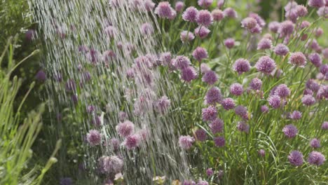 Close-up-of-small-lilac-flowers-being-watered-with-watering-can