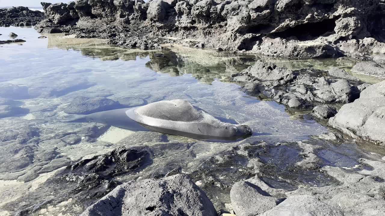A Hawaiian monk seal peacefully resting in a shallow tide pool along the rocky coastline of Oahu, Hawaii