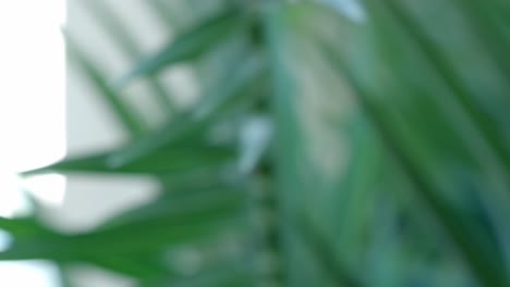 pulling focus from some straws in the foreground to a plant in the blurred background.