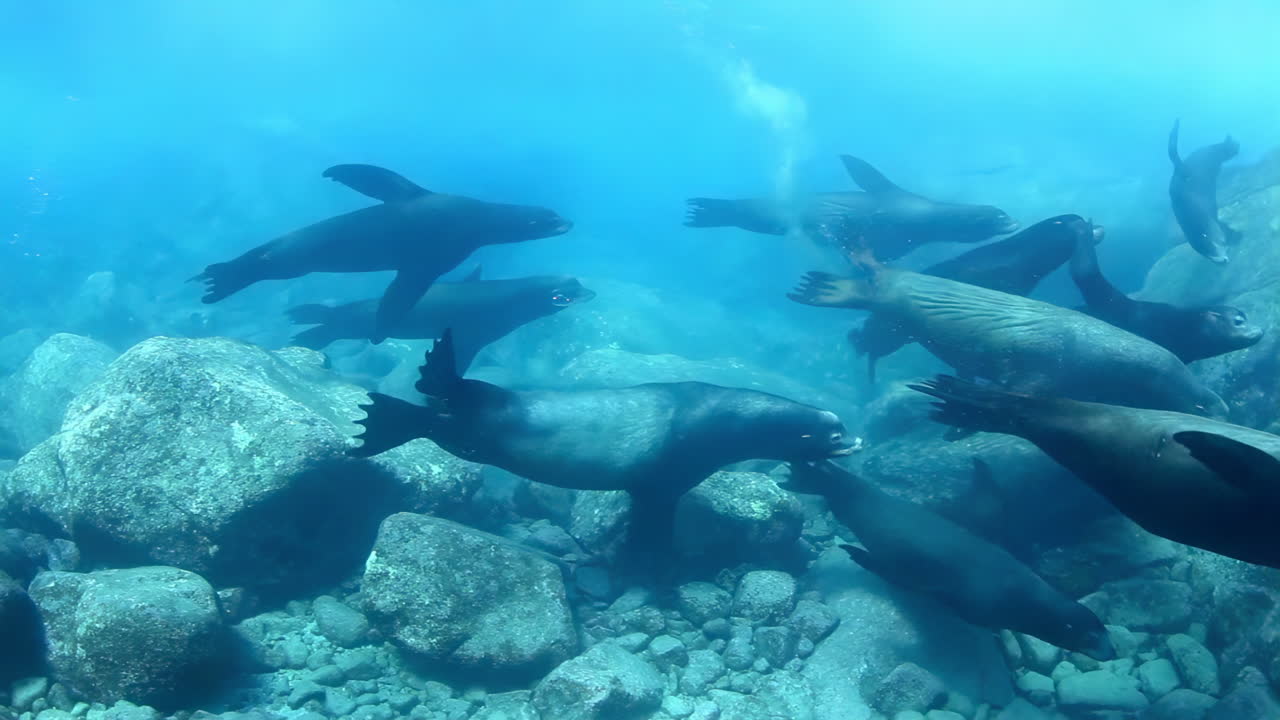 Sea Lions Underwater