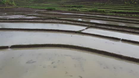 Luftaufnahme-Einer-Gruppe-Von-Bauern-Auf-Einem-Wunderschönen,-Mit-Wasser-Gefüllten-Feld