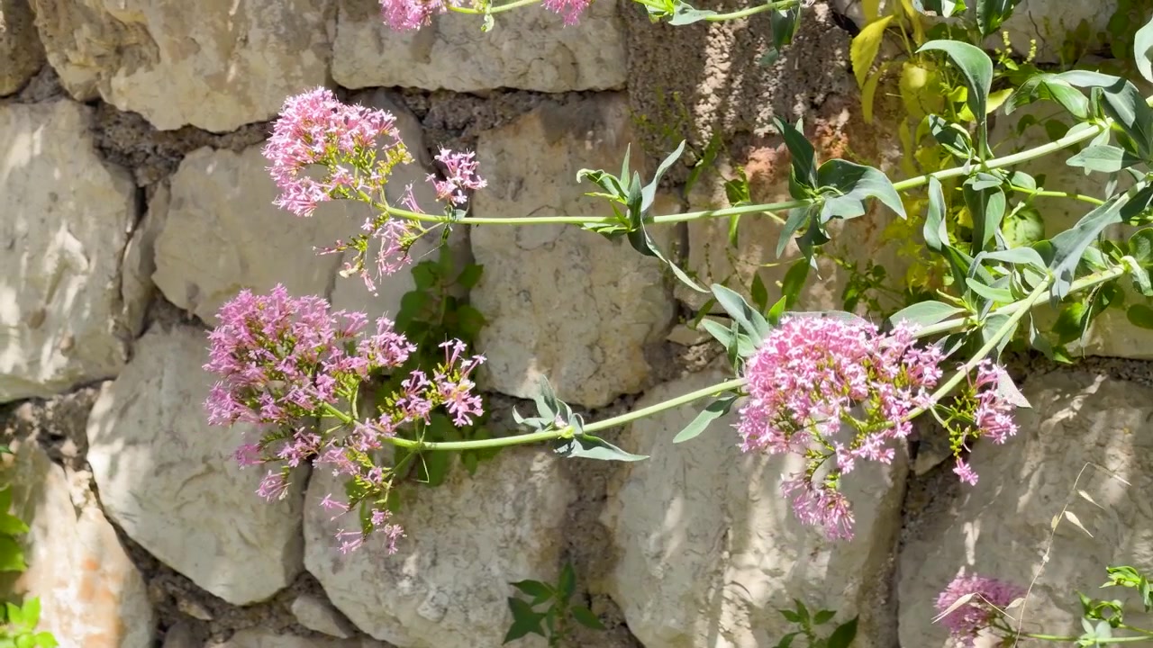 Primo piano di fiori di valeriana rosa-rossa che ondeggiano dolcemente contro un muro di calcare soleggiato