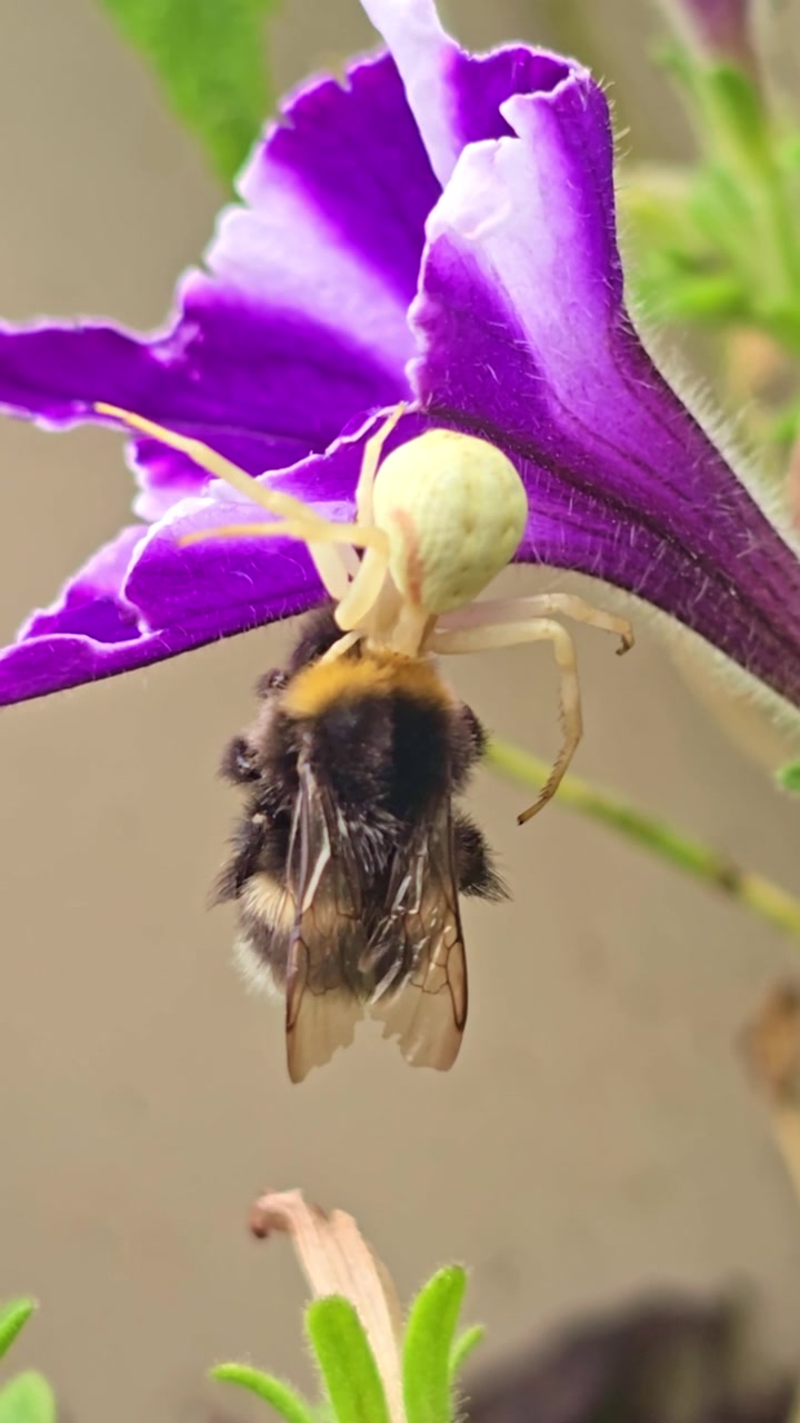 White crab spider grips a bumblebee on a purple petunia, vertical format.