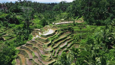 Terrazas-De-Arroz-Tegallalang