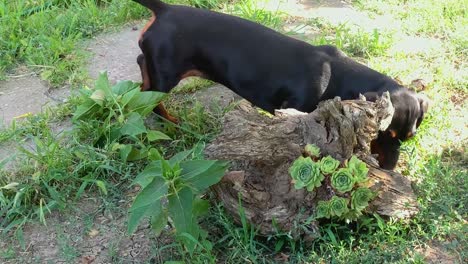 dachshund negro olfateando el tronco del árbol y jugando con lagartos