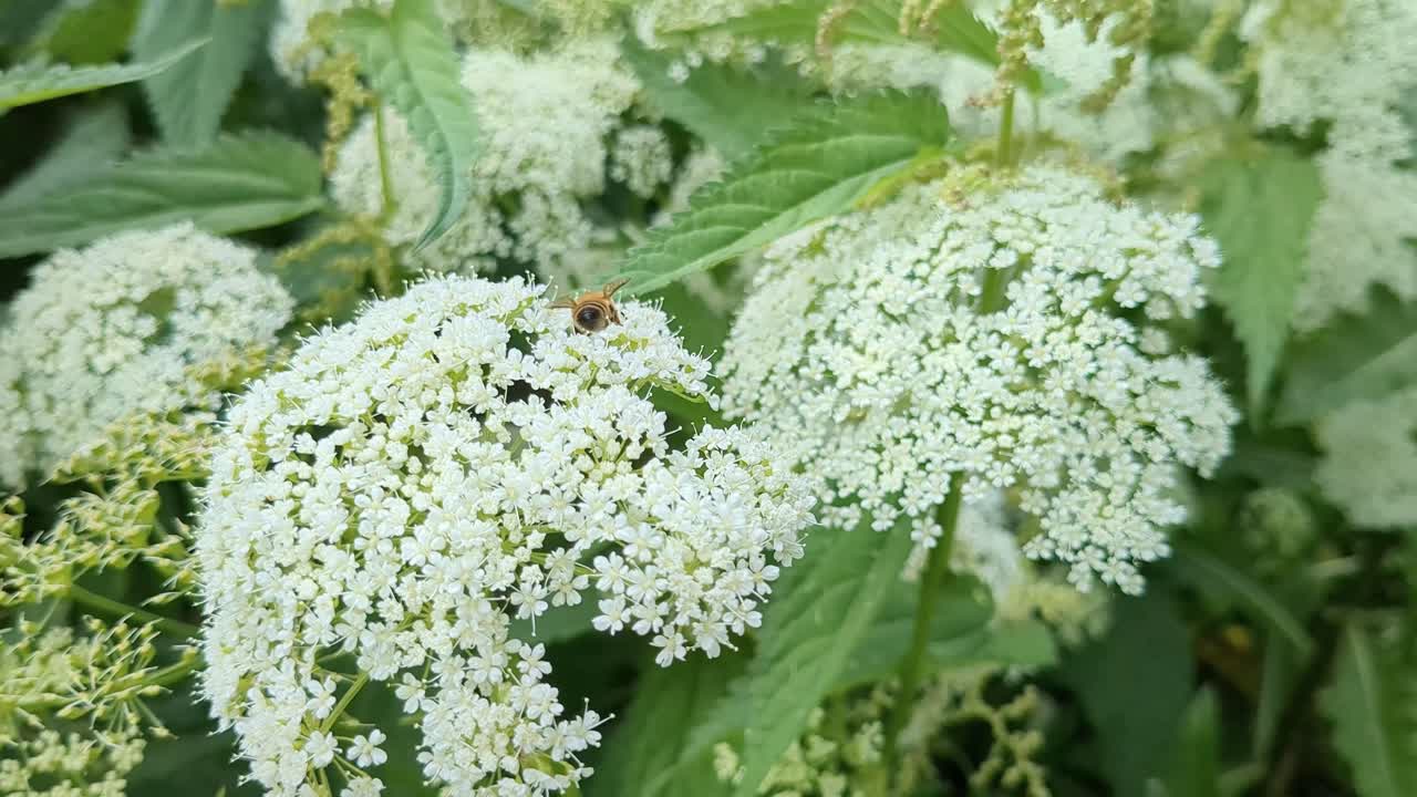 abeja en flores blancas