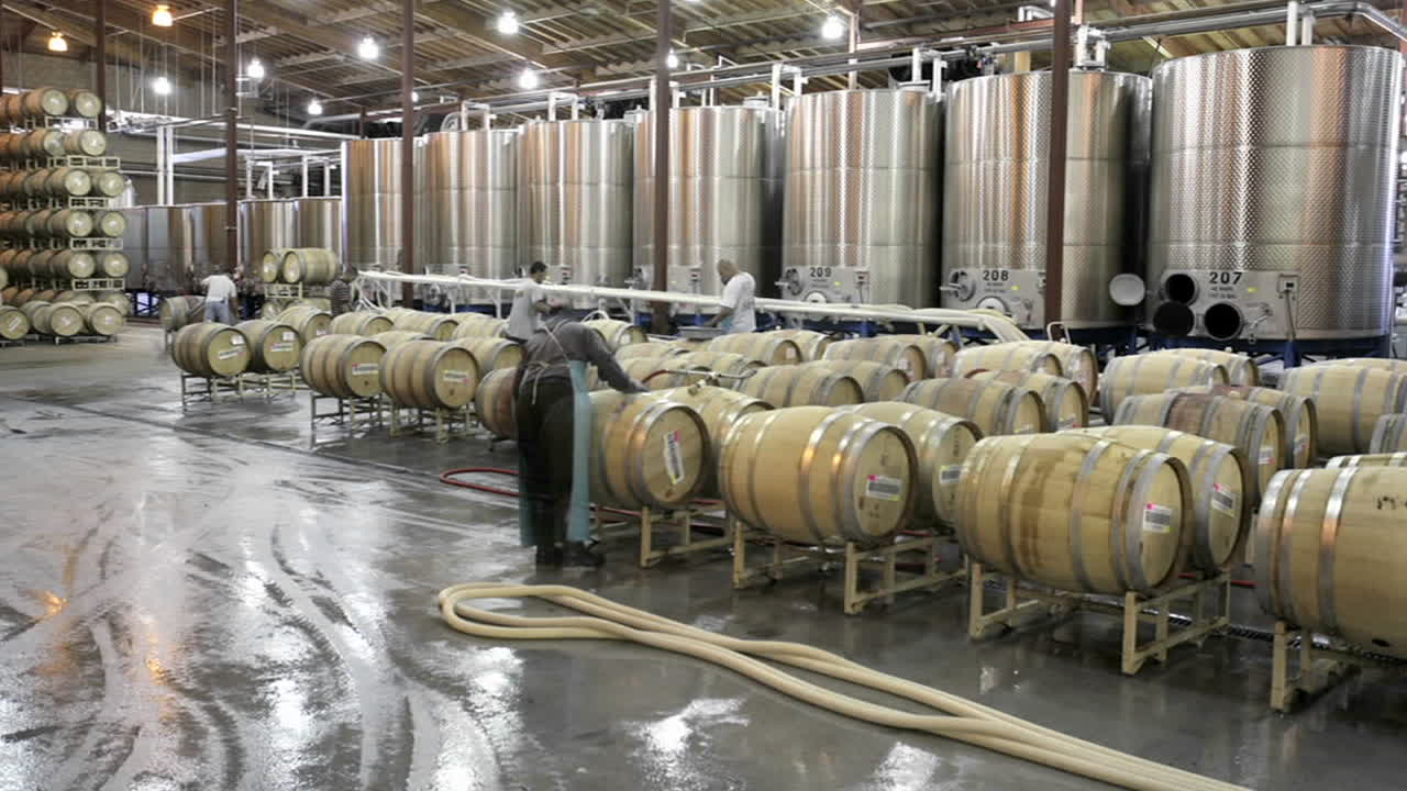 캘리포니아 와인 생산지 1에서 수확하는 동안 셀러 직원이 와인 통을 채우고 있습니다.