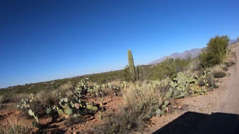 pov while driving though sonora desert in southern arizona