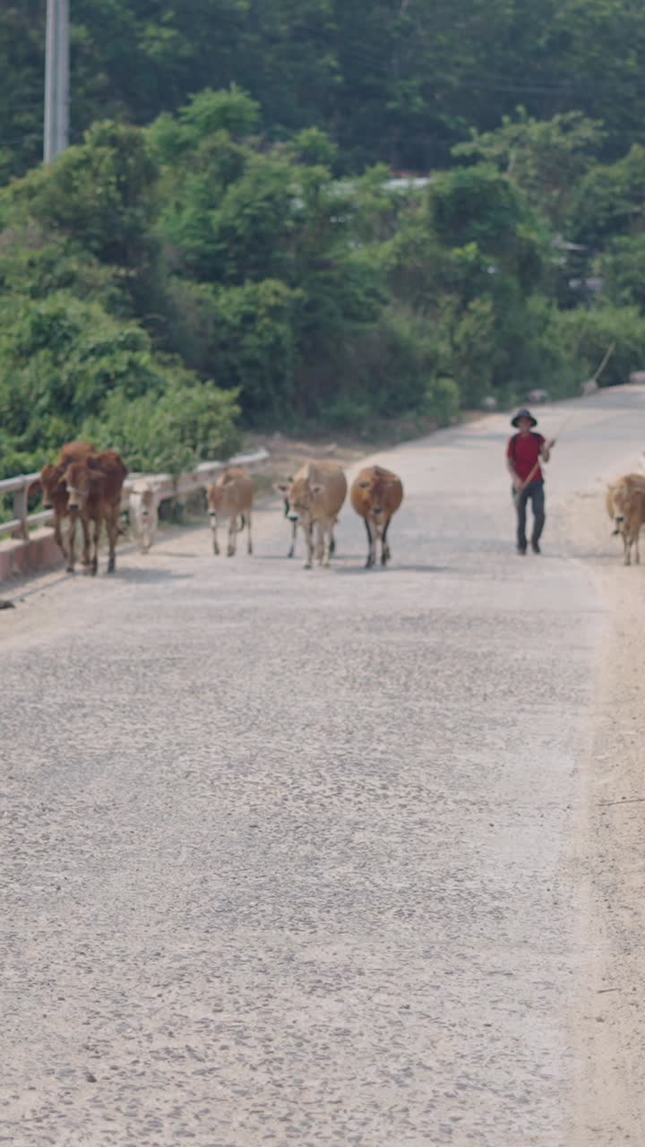 Cows and a person crossing a bridge